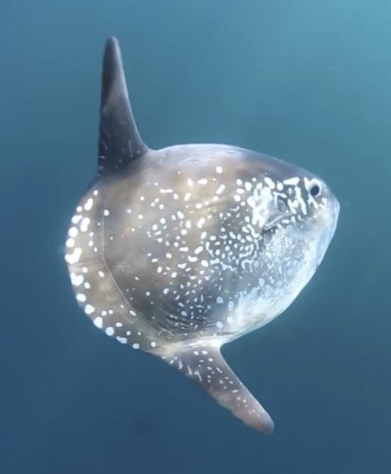 Ejemplar de pez luna (Mola tecta). Foto: © Explorasub