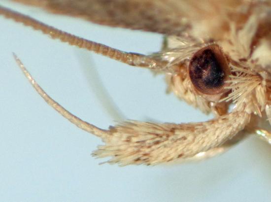 Detalle del palpo labial de Eraina sp.