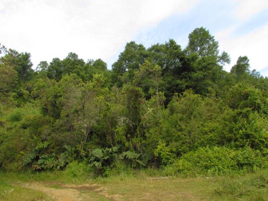 Bosque de Nothofagus en la Reserva Natural El Natri, Contulmo, Región del Biobío.
