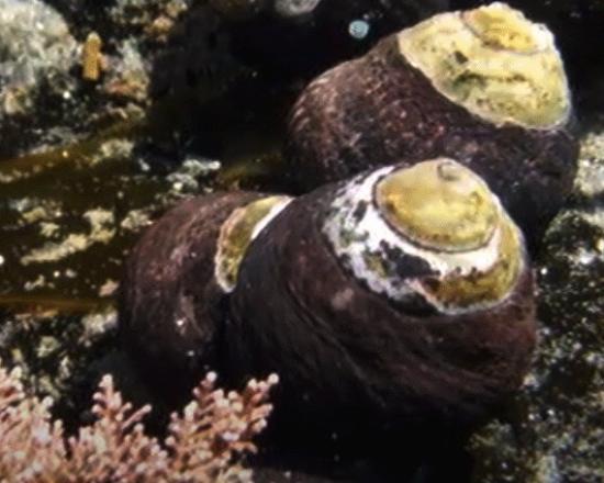 El caracol negro, Tegula atra.