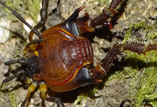 Un ejemplar macho de Gyndulus roeweri.