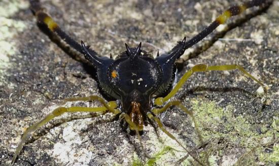 Ejemplar macho de Neogonyleptes sp., una de las especies nuevas descubiertas en este estudio.