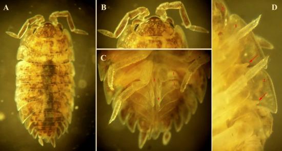 Ejemplares determinados como miembros de Porcellionidae. Véase los pulmones pleopodales en los números 1 y 2 de la figura C.