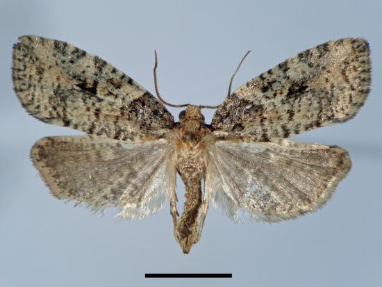 Foikeulia razowskii (Lepidoptera: Tortricidae) (escala = 5 mm).