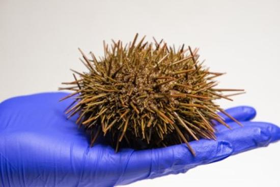 Erizo Rojo Comestible: Loxechinus albus.