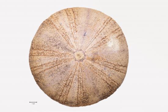 Testa de un ejemplar de Tripneustes depressus A. Agassiz, 1863, recolectado en Isla de Pascua por María Cododeo.