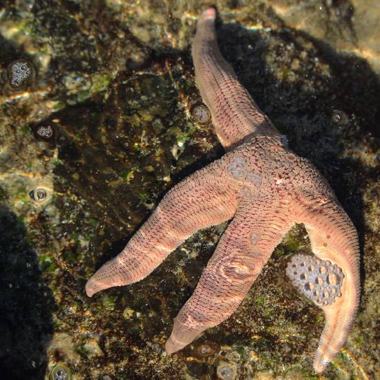 Estrella de mar Stichaster striatus Müller &amp; Troschel, 1840, especie de aguas poco profundas característica de la costa de Chile y Perú (© Matías Saa).