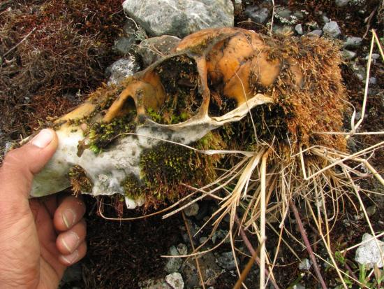 Cráneo de huemul sin astas hallado en ruta hacia el frente del glaciar Jorge Montt, en Campos de Hielo Patagónico Sur.