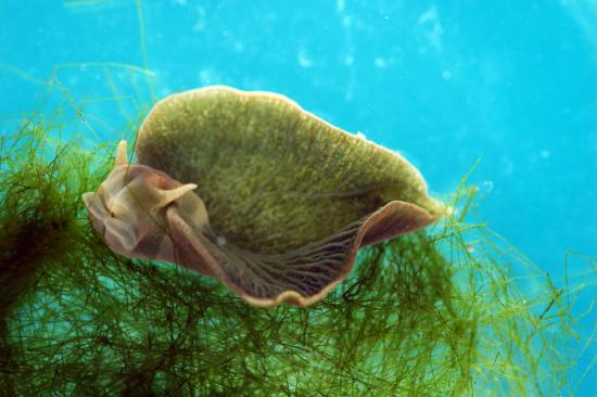 Elysia chlorotica (Imagen: Nicholas E. Curtis and Ray Martinez, University of South Florida).