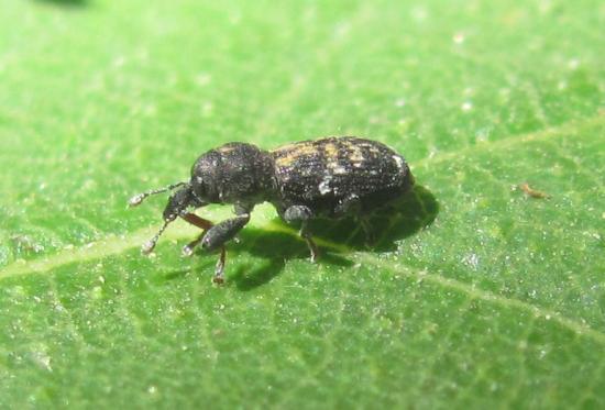  Allomagdalis anonyx