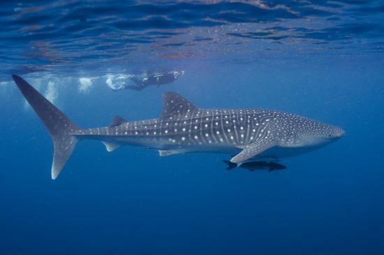 Ejemplar de tiburón ballena (Rhincodon typus). © Erik Schlogl.