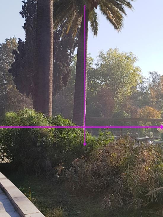 Vista del ejemplar aludido. La línea horizontal es una proyección de la superficie, y la vertical está perpendicular a la primera. La diferencia entre esa línea y la desviación del fuste es evidente.