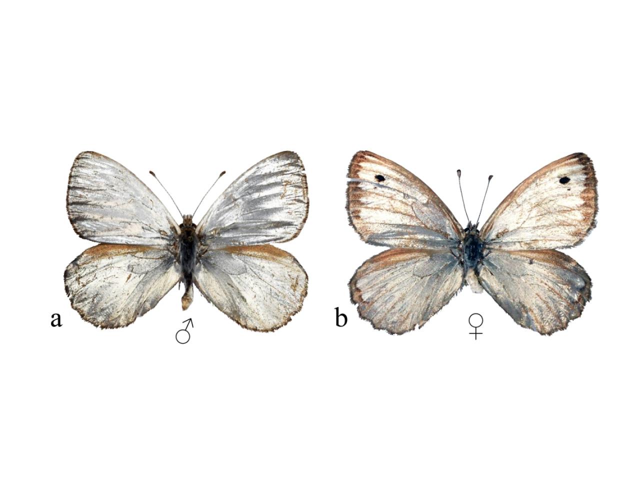Figura 1. Dimorfismo sexual en Argyrophorus argenteus, macho (a), hembra (b).