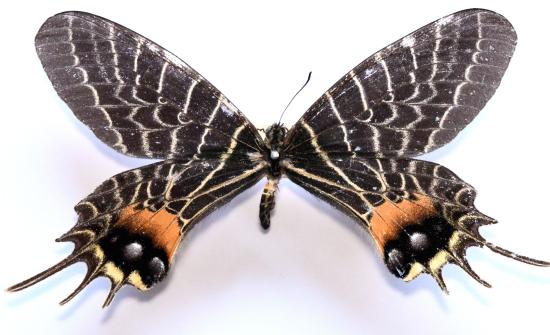 Figura 1. Ejemplar macho de la “gloria de Bután”, Bhutanitis lidderdalii, perteneciente a la Colección de Insectos Exóticos del MNHN.