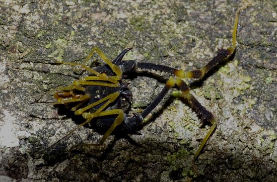 Macho de Neogonyleptes floresi.