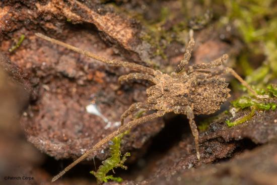 Adrianonyx crypticus, una de las especies recientemente descritas de la cordillera de Nahuelbuta (Fotografía de Patrich Cerpa, a través de INaturalist).