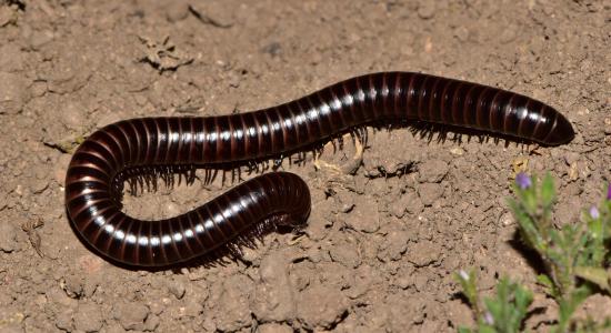 Un ejemplar de Autostreptus chilensis (Gervais, 1847), uno de los milpiés más grandes de Chile, característico de la zona central de Chile (Foto: Jorge Pérez-Schultheiss).