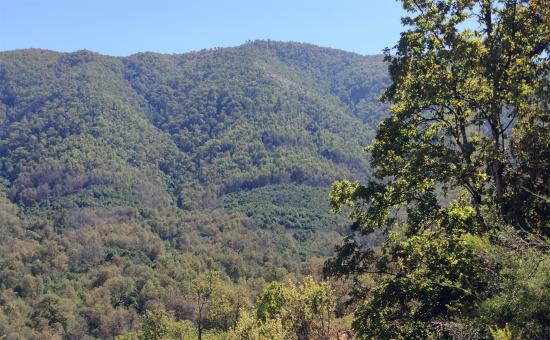 Laderas con bosque caducifolio de hualo (Nothofagus glauca), valle de Apalta al E de San Fernando (Foto: Max Peragallo).