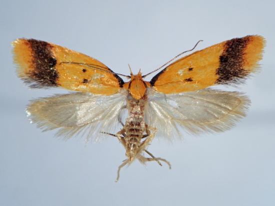 Aliciana centenaria hembra