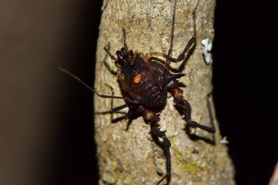 Un macho del opilión Metabalta polyhastata (Hara, 2016).