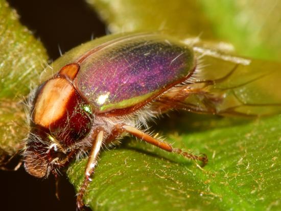 Escarabajo conocido comúnmente como pololo plateado, Phytholaema mutabilis.