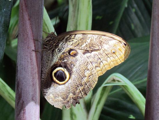 Ejemplar de Caligo telamonius memnon (Felder y Felder, 1867) en el Cockrell Butterfly Center, Museo de Ciencias Naturales de Houston, Texas.