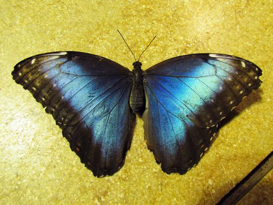Ejemplar de Morpho helenor en el “Butterfly Pavilion”, Smithsonian National Museum of Natural History, Washington D.C., EE.UU.