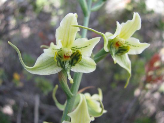 Gavilea araucana.