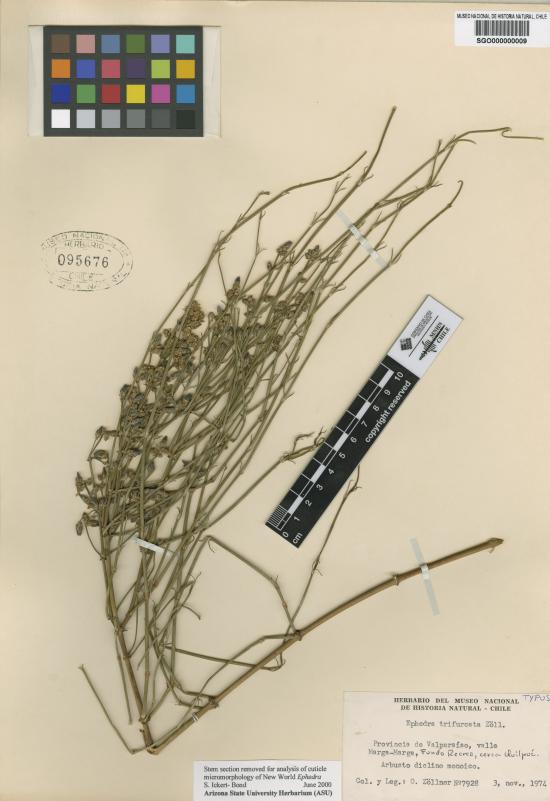 Ephedra trifurcata SGO 95676