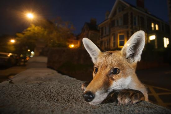  «Nosy neighbour», Sam Hobson, www.samhobson.co.uk