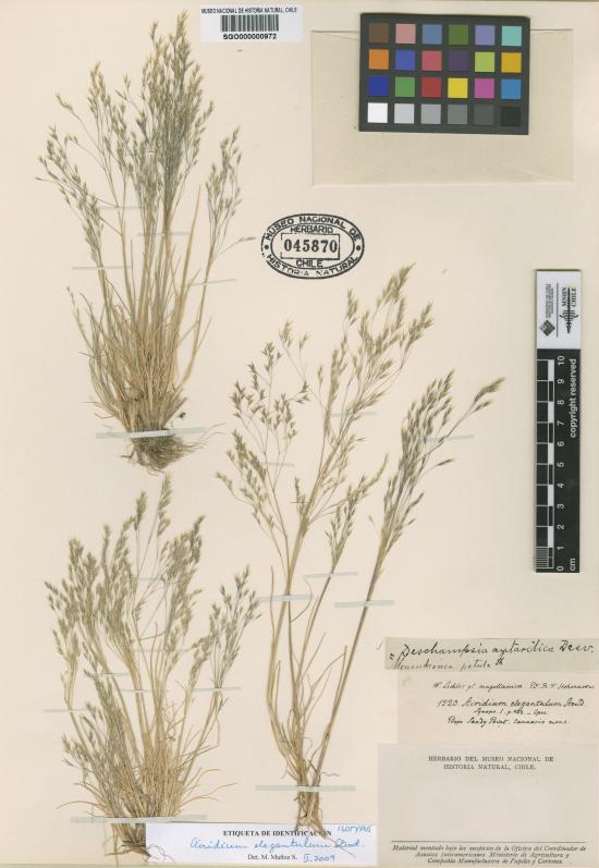 Airidium elegantulum Steud.