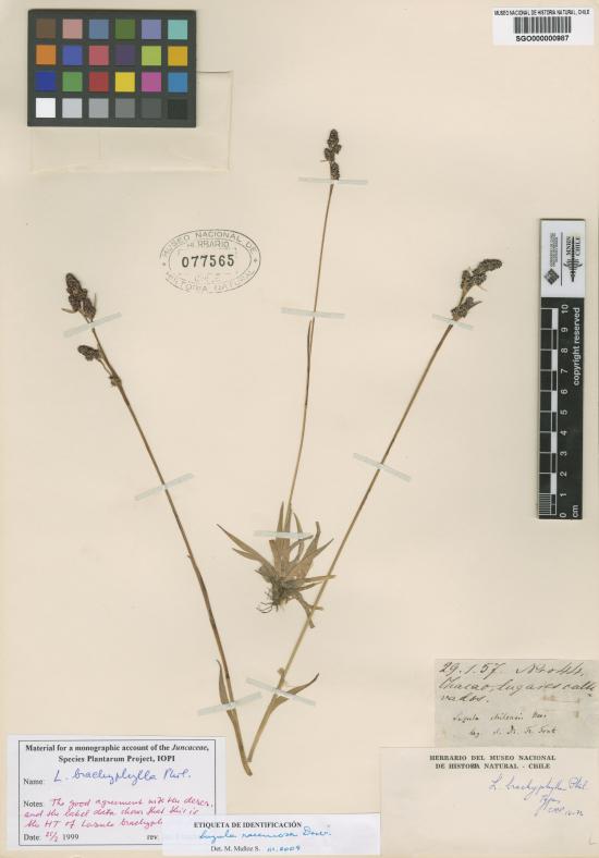 Luzula brachyphylla Phil. 