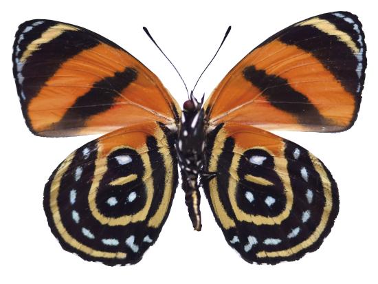 Mariposa Callicore cynosura (Doubleday, 1847) en vista ventral (Nymphalidae)