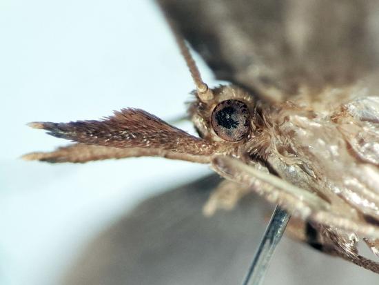 Detalle de los palpos labiales de Endothamna similifolia. 