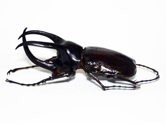 Ejemplar macho de Chalcosoma moellenkampi.