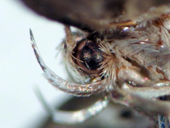 Detalle del palpo labial de 𝘎𝘭𝘰𝘳𝘪𝘵𝘢 𝘪𝘳𝘪𝘴.