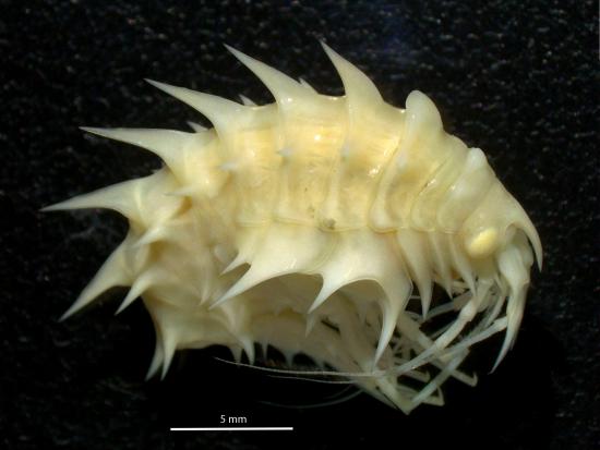 2.	Anfípodo antártico del género Epimeria, una de las especies identificadas en el taller. 