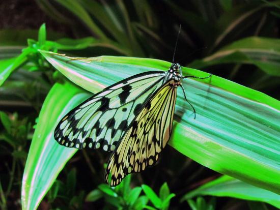 Ejemplar de Idea leuconoe mantenido en cautiverio en mariposario (Butterfly Pavilion, Smithsonian National Museum of Natural History, Washington D.C.)