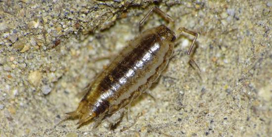 Un isópodo terrestre de la familia Philosciidae, habitante del desierto costero en la región de Coquimbo. 