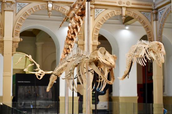 Expo «Vertebrados, Anatomía-Evolución-Extinción»