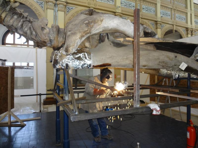 Desmontaje del cráneo Desmontaje del cráneo