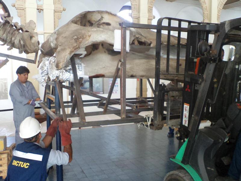 Desmontaje del cráneo 2 Desmontaje del cráneo 2