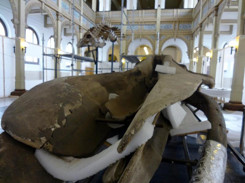 Desmontaje craneo 4 Desmontaje craneo 4