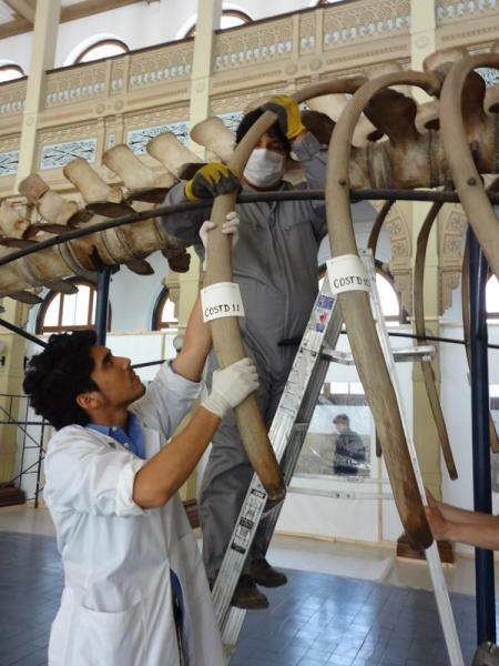 Desmontaje de vértebras 2 Desmontaje de vértebras 2