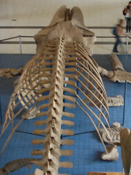Ballena del MNHN 4