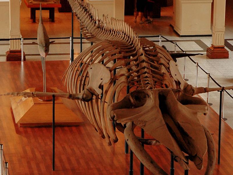 Ballena del MNHN 5