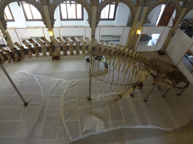 Operación Ballena 35 Operación Ballena 35