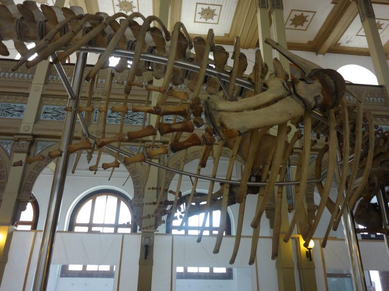 Operación Ballena 37 Operación Ballena 37