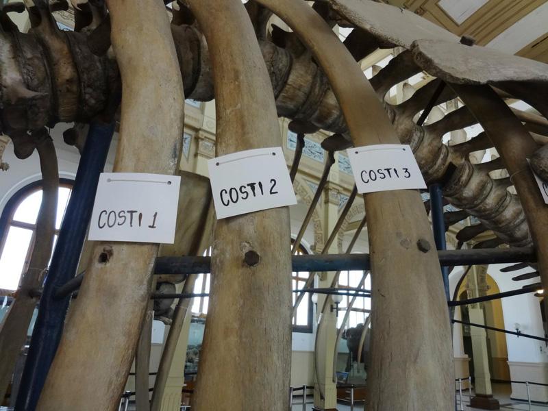 Identificación de huesos Identificación de huesos