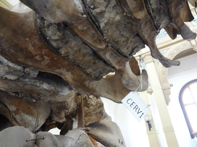 Identificación de huesos 2 Identificación de huesos 2